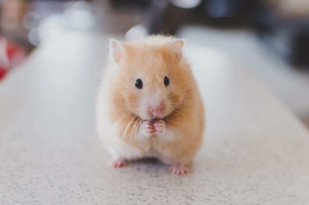 Hamsterkooi